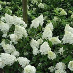 pol pl Hortensja bukietowa Polar Bear PBR Hydrangea paniculata 5069 1