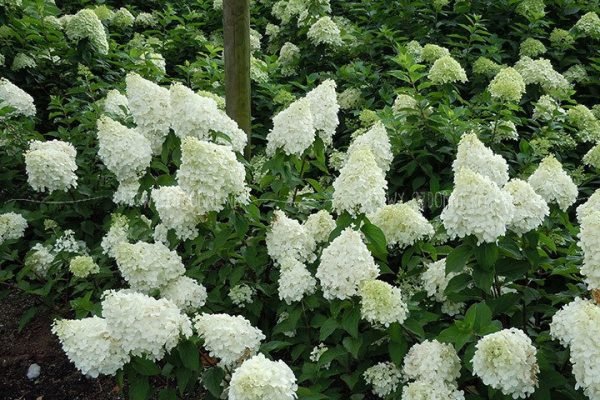 pol pl Hortensja bukietowa Polar Bear PBR Hydrangea paniculata 5069 1