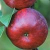 pol pl Jablon Novamac Malus domestica 12018 2