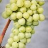 pol pl Winorosl winogrono Ruswen 162357 2