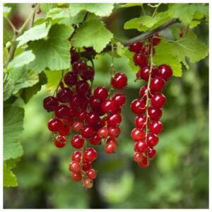 ribes rubrum jonkheer van tets rode bes