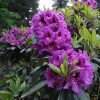 rododendras rasputin 2