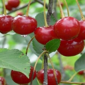 sour cherry 1401014 1280 – kópia wd 800x800 cr 1000x1000