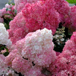 store 01HKHRM4JVAVATXHJBAKT17CX3 assets 1706013154062 hydrangea sundae
