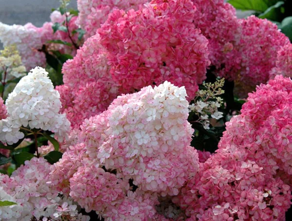 store 01HKHRM4JVAVATXHJBAKT17CX3 assets 1706013154062 hydrangea sundae