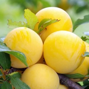 Slyva "Uleno renklodas"