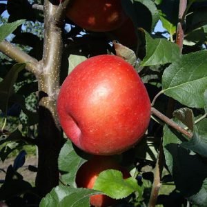 Žieminė obelis "Honeycrisp"