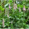 veronica spicata first choice przetacznik klosowy