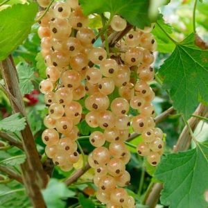 Serbentas "Victoria"