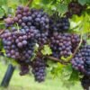 wine berries 694196 340