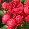 Cherry Girl roze