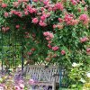 climbing garden rose rosa Laguna laipiojanti vijokline sodo roze geles ir manufaktura