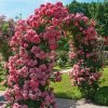 roza pnaca pink cloud