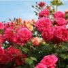 vijokline roze laguna tado ukis