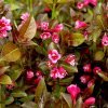 5ea477129e03cf2352c464b9 5c8afeb564f8764a231eb32c Tango20plant20shrub1