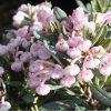 Andromeda polifolia Blue Ice