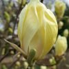 Magnolia yellow lantern 0013416  23425