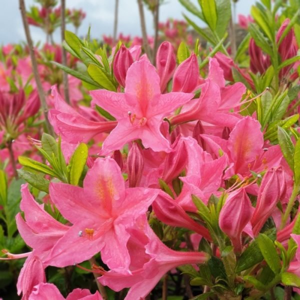 azalea mollis jolie madame deciduous rhododendron pontica bc6