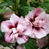 hibiscus lady stanley double ruffled tree hollyhock ce6