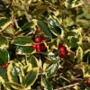 ilex altaclerensis golden king 2