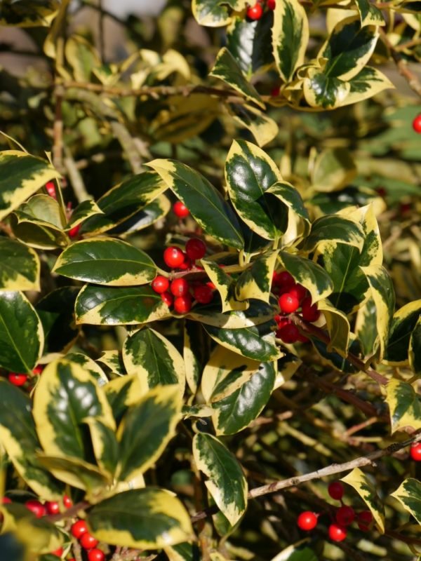 ilex altaclerensis golden king 2