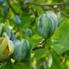 magnolia acuminata blue baby 9e3