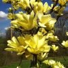 pol pl Magnolia zolta Yellow Lantern 162982 3