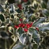 special deal ilex aquifolium argentea marginata female silver variegated holly 21f