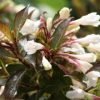 weigela black and white 7880 1