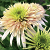 eziuole echinacea cherry fluff gr uzsakymas pavasariui pristatymas nuo kovo