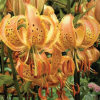 PEPPARD GOLD MARTAGON 300x300