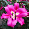 ROBINA 300x300