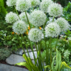 White Giant 1 300x300