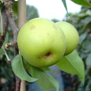 azijietiskos kriauses nijiseiki vaisiai 2 tadoukis 1