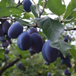 pol pl Sliwa Amers 10386 4 (1)