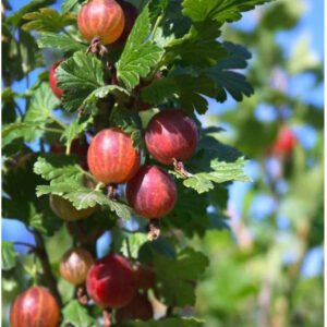 agrastas spinefree ribes uva crispa spinefree p01