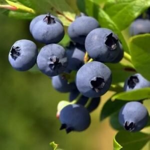 58c81559f540db03baab45ac603bfe3a