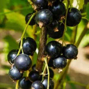 Porzeczka Czarna Ben lemond scaled compress e1677589408194