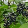 Porzeczka czarna Ben Lemond z doniczki art 163D Nazwa lacinska ribes nigrum (1)