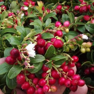 c5ef86a9fdebe45ea6140774861a4d9d