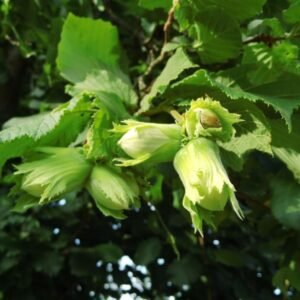 corylus avellana webba cenny