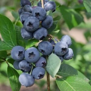 e9ae40b1e566326859fd34cd4f009bfe