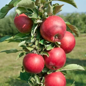 Malus Redcats