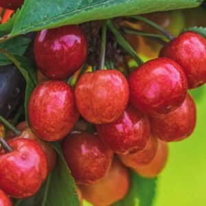 Tresne Buttnera 1024x1024