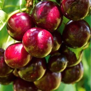 czeresnia kordia (1)