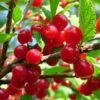 nanking cherry 800x orig