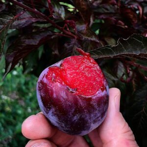 plum hollywood