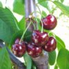 pol pl Czeresnia Horka owoce swietnej jakosci Plant Pack 164158 4 (1)