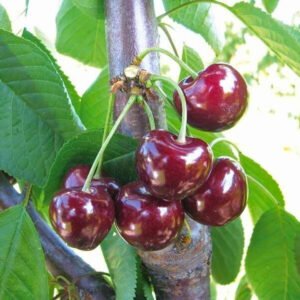 pol pl Czeresnia Horka owoce swietnej jakosci Plant Pack 164158 4 (1)