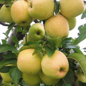 778 1 golden delicious